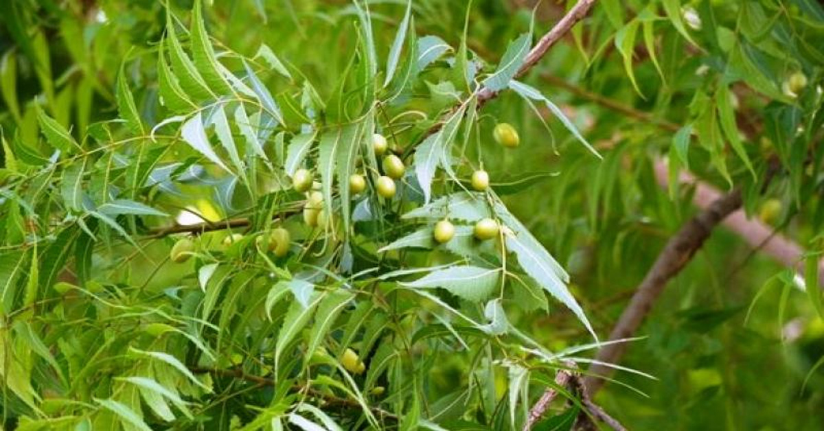 benefits of using neem-leaves