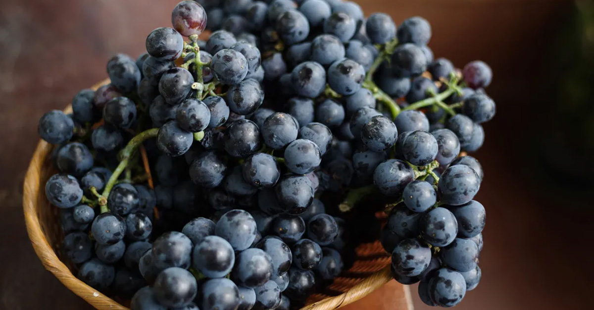 black grapes benefits in day to day life
