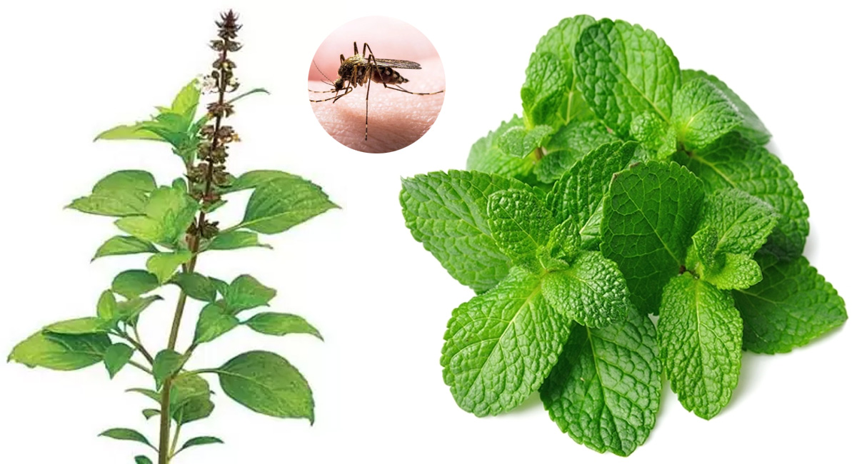 grow these plants to eradicate mosquitoes
