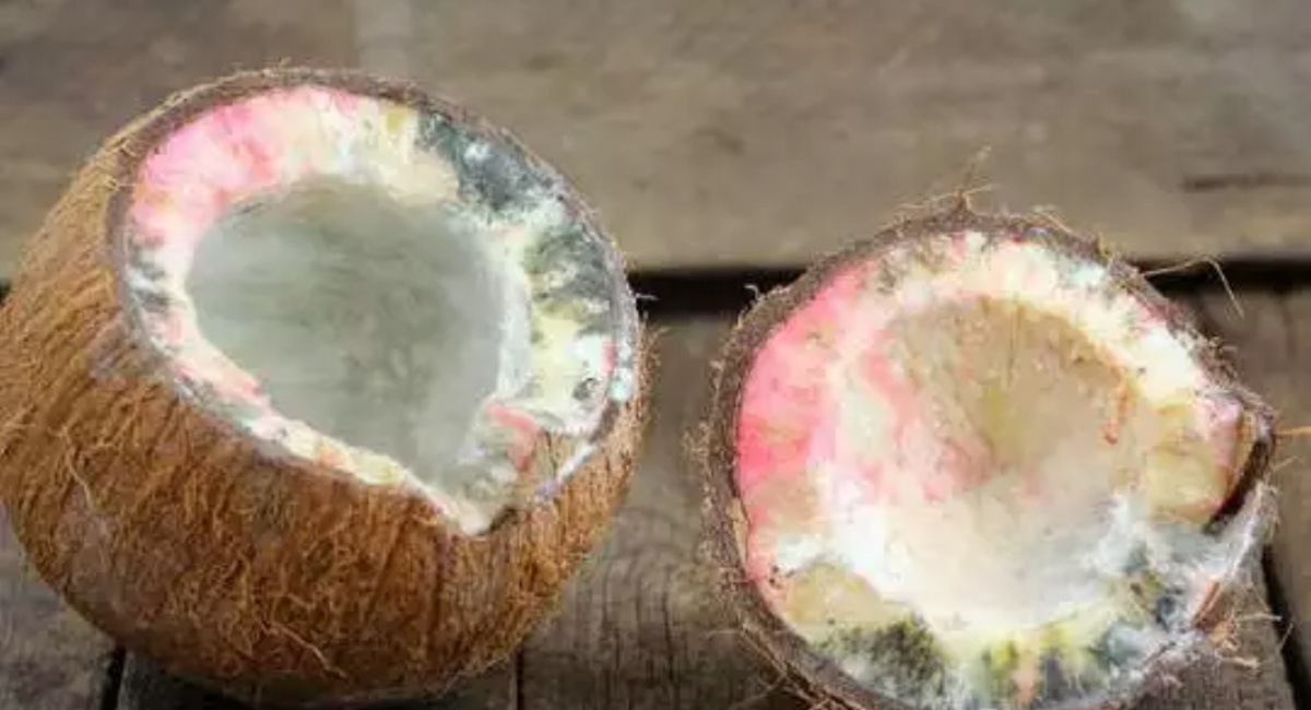 do-you-know-what-rules-to-follow-when-beating-coconut