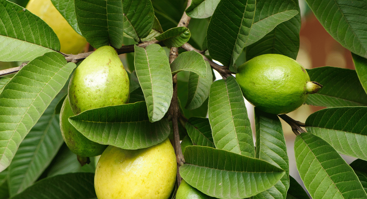 guava-leaves-Natural medicine for health problems!
