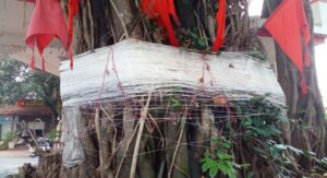 Importants of banyan leaves in hindu rituals know details