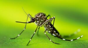 Dengue spread in summer know these symptoms