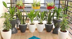 Keep mosquitoes away naturally planting these plants know details