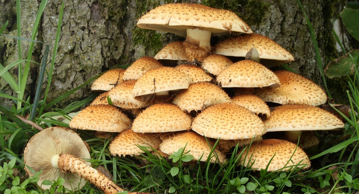 Beware of wild mushrooms during rainy season know details 