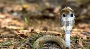 Why are snakes seen more during sravanamasam know scientific and spiritual reasons