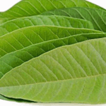 Guava Leaves: ఆరోగ్య సమస్యలకు సహజ సిద్ధ ఔషధం!