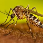 Dengue Fever: వేసవిలోనూ విస్తరిస్తున్న డెంగ్యూ.. ఈ లక్షణాలు ఉంటే జర జాగ్రత్త!