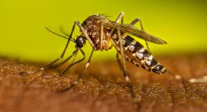 Dengue Fever: వేసవిలోనూ విస్తరిస్తున్న డెంగ్యూ.. ఈ లక్షణాలు ఉంటే జర జాగ్రత్త!
