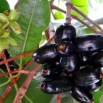 Jamun Fruits: నేరేడు పండ్లను తినకుండా పక్కన పెడుతున్నారా? ఇది తెలుసుకోవాల్సిందే!