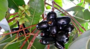 Jamun Fruits: నేరేడు పండ్లను తినకుండా పక్కన పెడుతున్నారా? ఇది తెలుసుకోవాల్సిందే!
