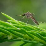 Mosquitoes: దోమల బెడదతో ఇబ్బంది పడుతున్నారా..ఇలా చేస్తే ఒక్క దోమ కూడా ఉండదు..