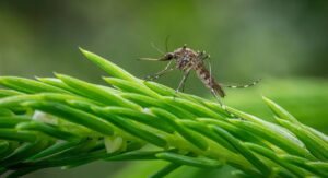 Mosquitoes: దోమల బెడదతో ఇబ్బంది పడుతున్నారా..ఇలా చేస్తే ఒక్క దోమ కూడా ఉండదు..
