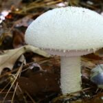 Mushrooms: వర్షా కాలంలో ఈ పుట్టగొడుగులు తింటున్నారా? ప్రాణాలకే ప్రమాదం జర జాగ్రత్త!