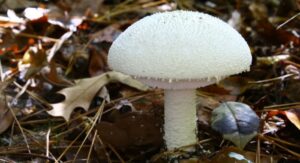 Mushrooms: వర్షా కాలంలో ఈ పుట్టగొడుగులు తింటున్నారా? ప్రాణాలకే ప్రమాదం జర జాగ్రత్త!