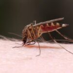 Mosquito Bite: దోమ కాటు వల్ల మంట దురద వస్తుందా..ఈ సింపుల్ చిట్కా పాటిస్తే చాలు..