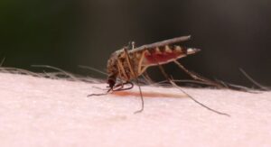 Mosquito Bite: దోమ కాటు వల్ల మంట దురద వస్తుందా..ఈ సింపుల్ చిట్కా పాటిస్తే చాలు..